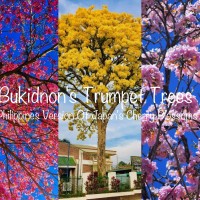 Pink, White And Golden Trumpet Trees In Bukidnon: The Philippines Version of Japan's Cherry Blossoms